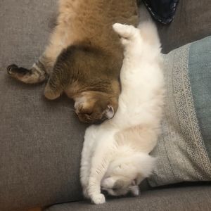 Meet your Posher, Faye